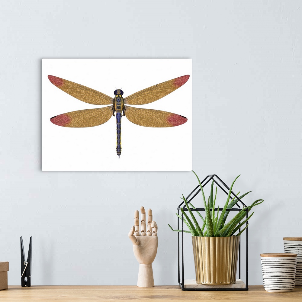 A bohemian room featuring Meganeura was a large carnivorous dragonfly that lived in Europe during the Carboniferous Period.
