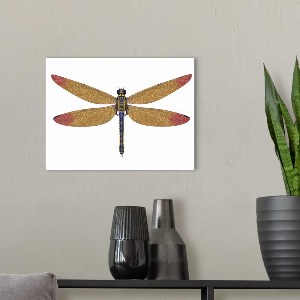 A modern room featuring Meganeura was a large carnivorous dragonfly that lived in Europe during the Carboniferous Period.