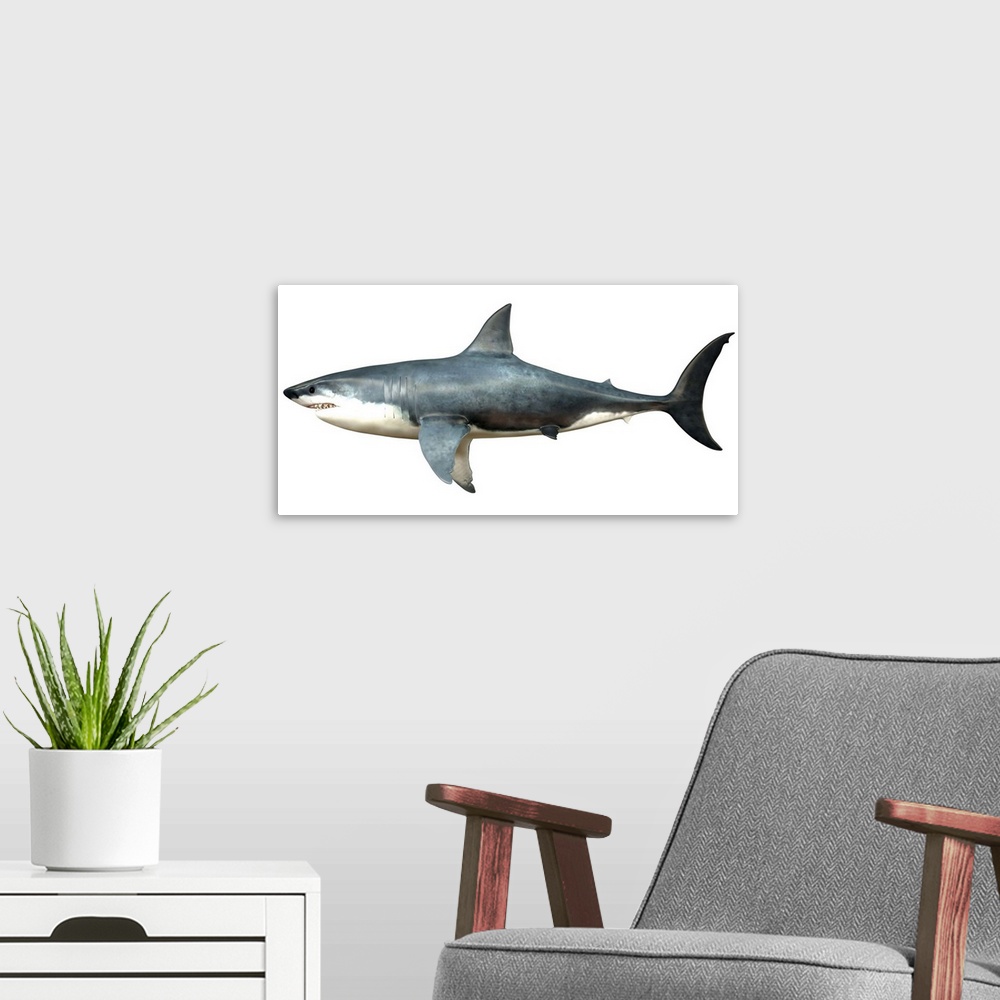 A modern room featuring A Megalodon shark from the Cenozoic Era. Megalodon is an extinct species of shark that grew to 18...