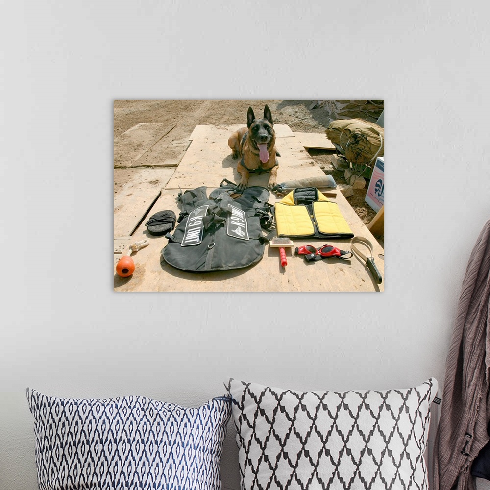 A bohemian room featuring A military police dog sits beside his issued protective gear.