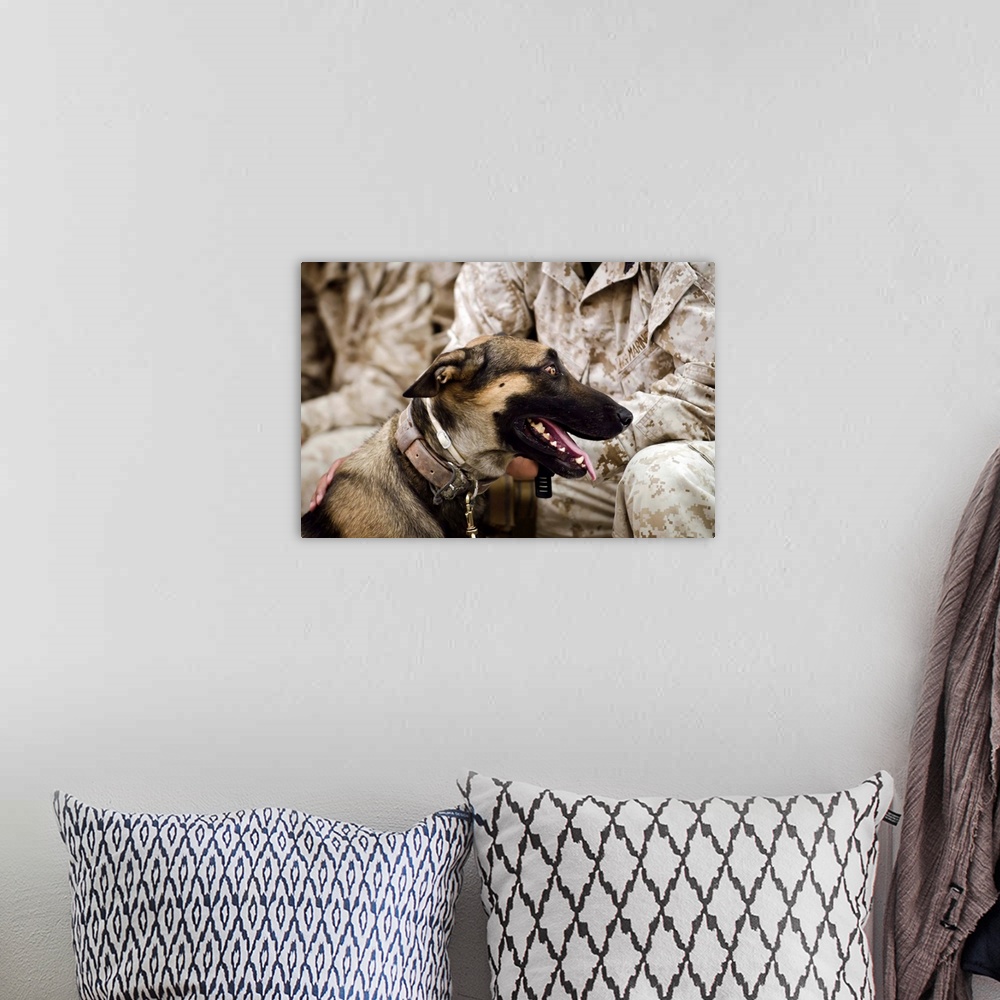 A bohemian room featuring A military working dog sits at the feet of his dog handler.