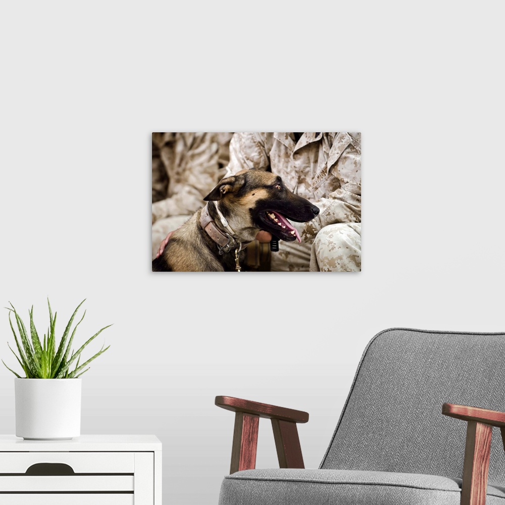 A modern room featuring A military working dog sits at the feet of his dog handler.