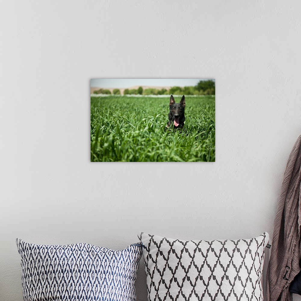 A bohemian room featuring A military working dog sits in a field near a security position.