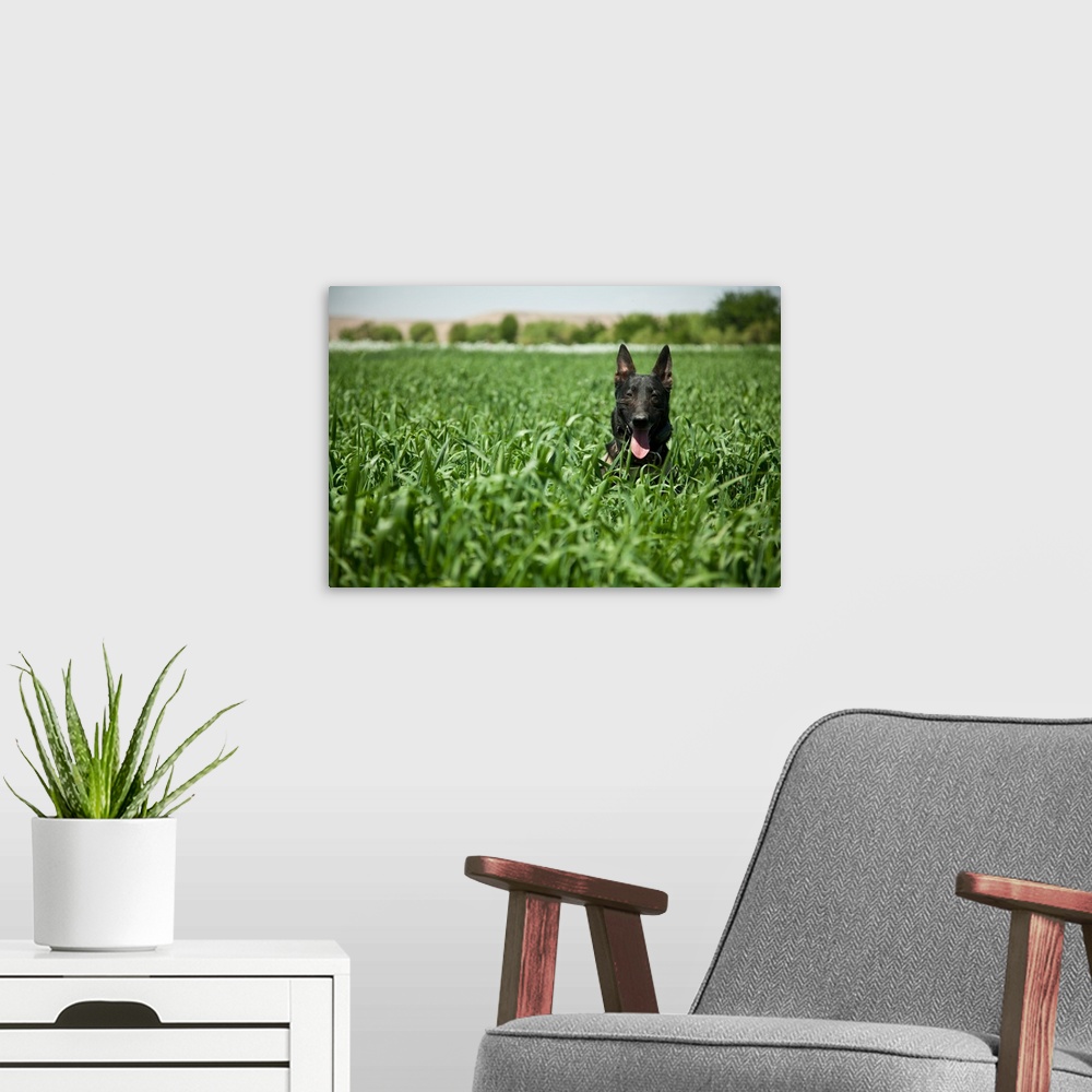 A modern room featuring A military working dog sits in a field near a security position.