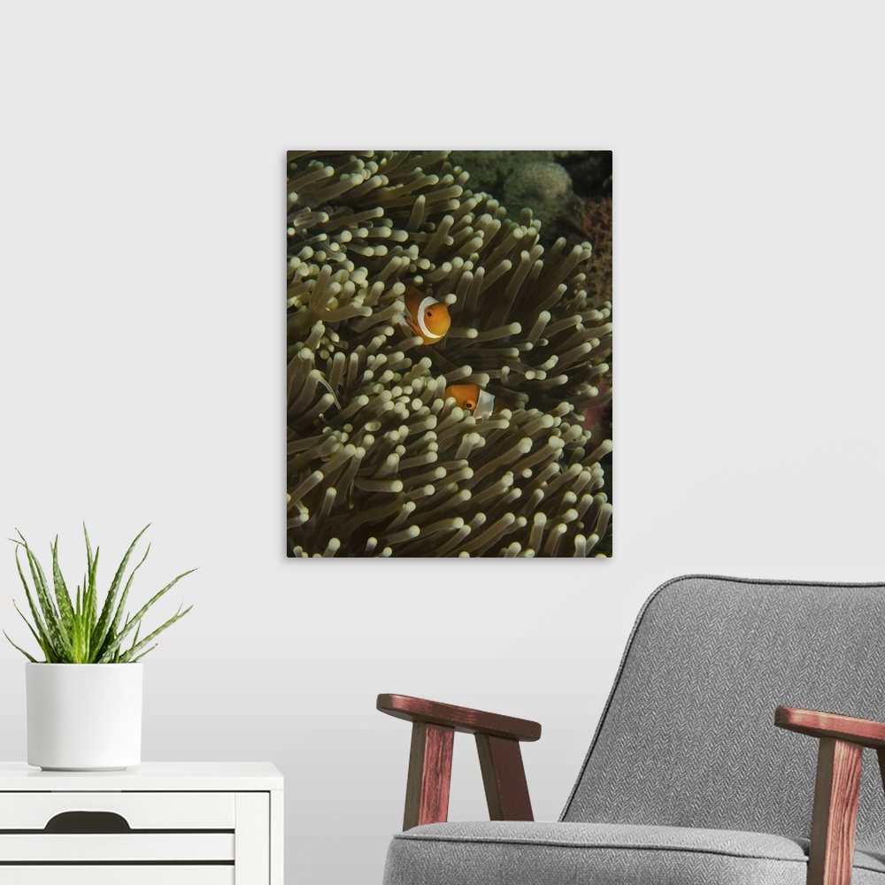 A modern room featuring A pair of anemonefish in its host anemone, Lembeh Strait, Indonesia.
