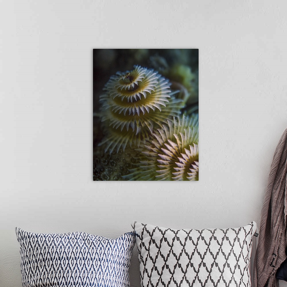 A bohemian room featuring A pair of Christmas tree worms in Cozumel, Mexico.