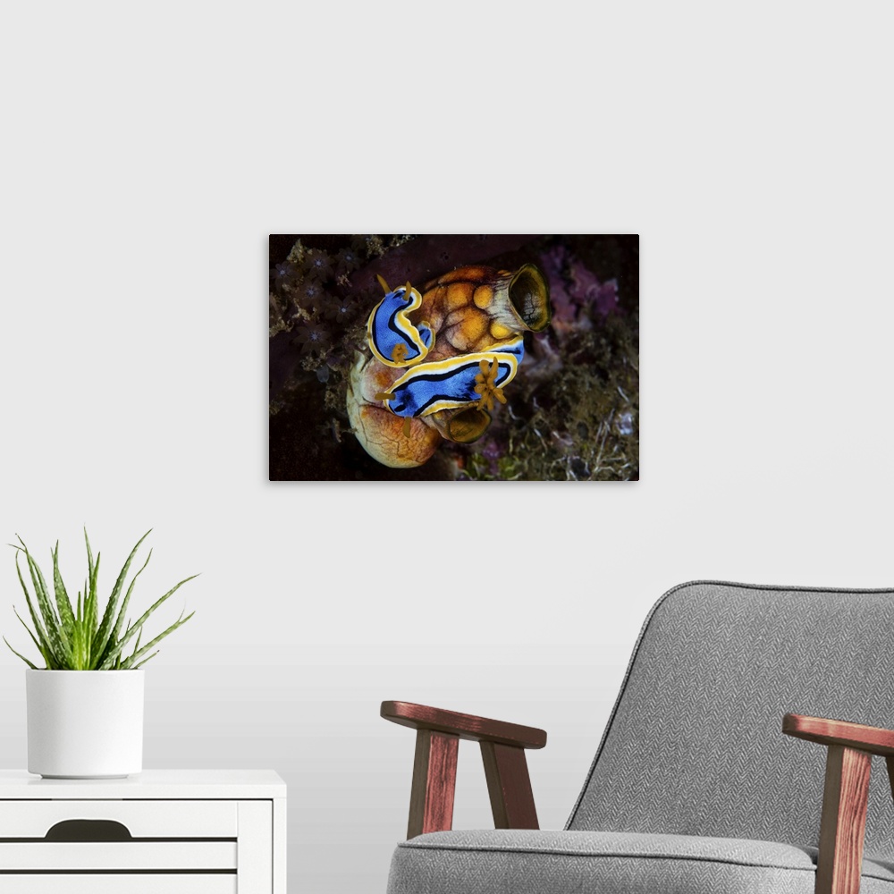 A modern room featuring A pair of Chromodoris annae nudibranch crawl on a large tunicate.
