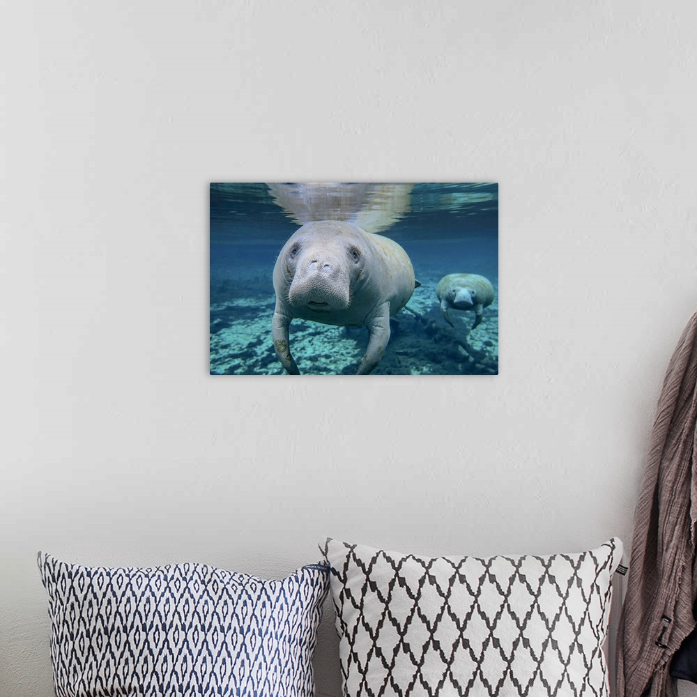 A bohemian room featuring A pair of manatees swimming in Fanning Springs State Park, Florida.
