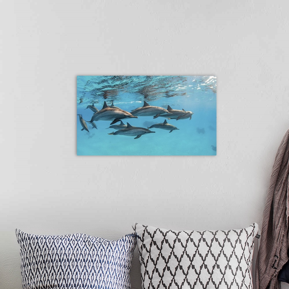A bohemian room featuring A pod of spinner dolphins swimming by just under the surface, Red Sea.