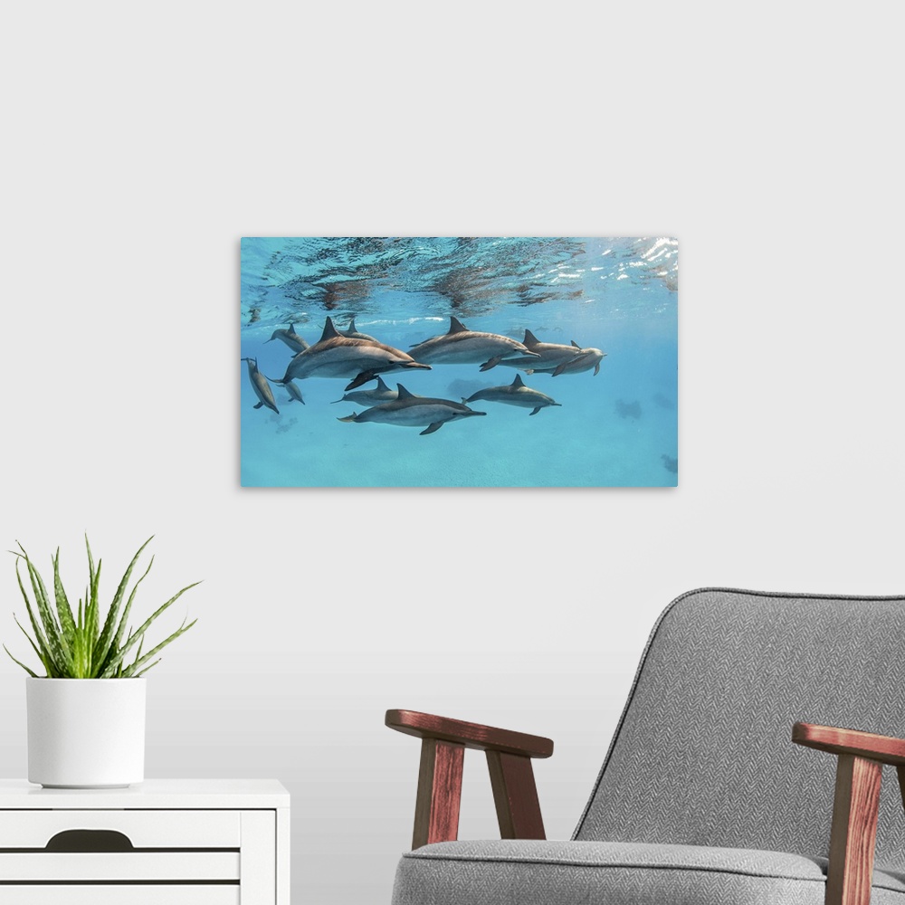 A modern room featuring A pod of spinner dolphins swimming by just under the surface, Red Sea.