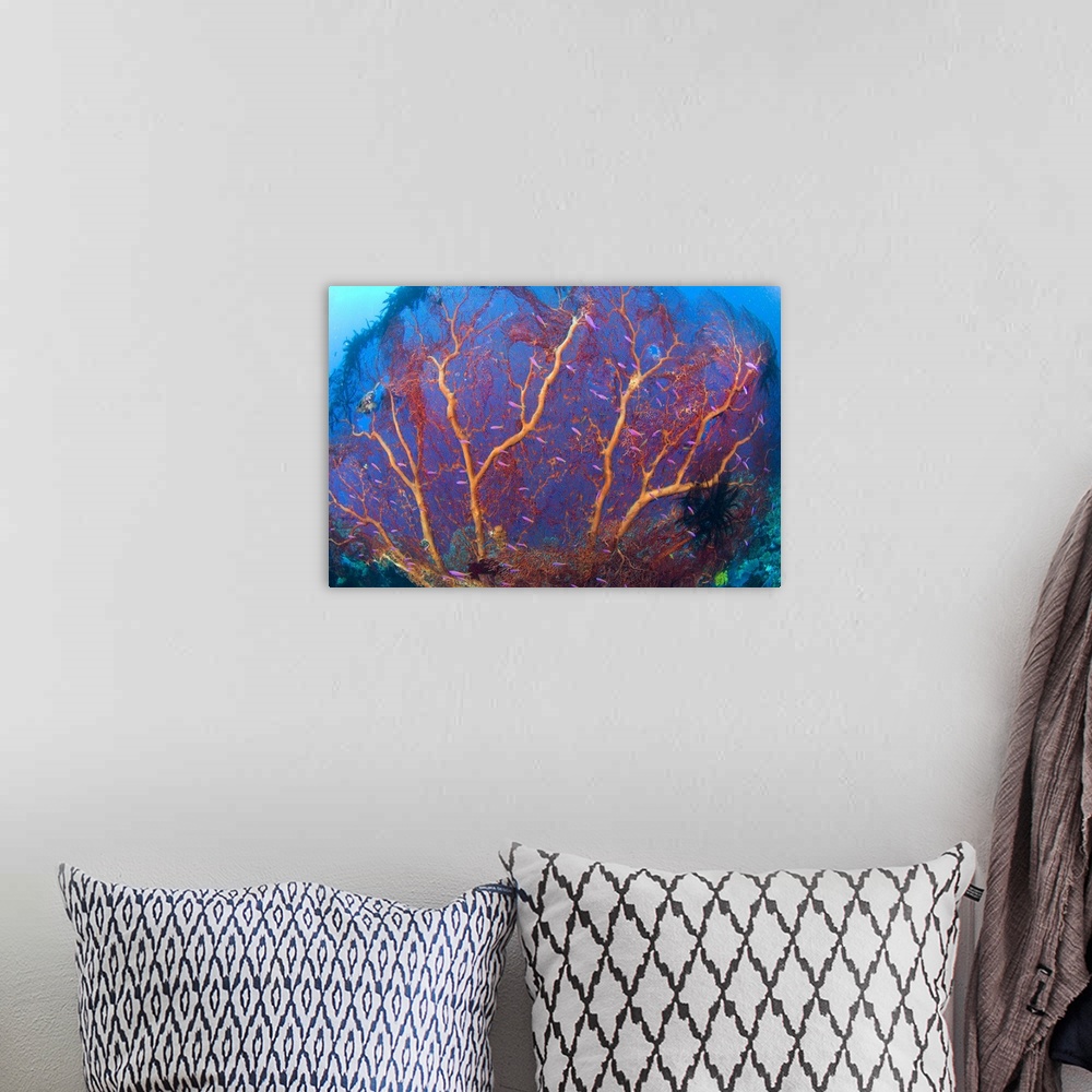 A bohemian room featuring A red sea fan with purple anthias fish, Papua New Guinea.