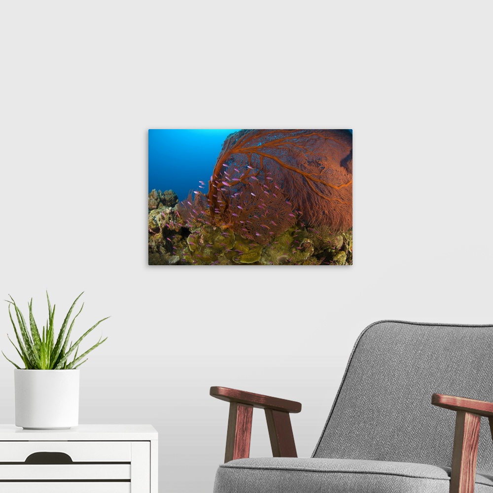 A modern room featuring A red sea fan with purple anthias fish, Papua New Guinea.