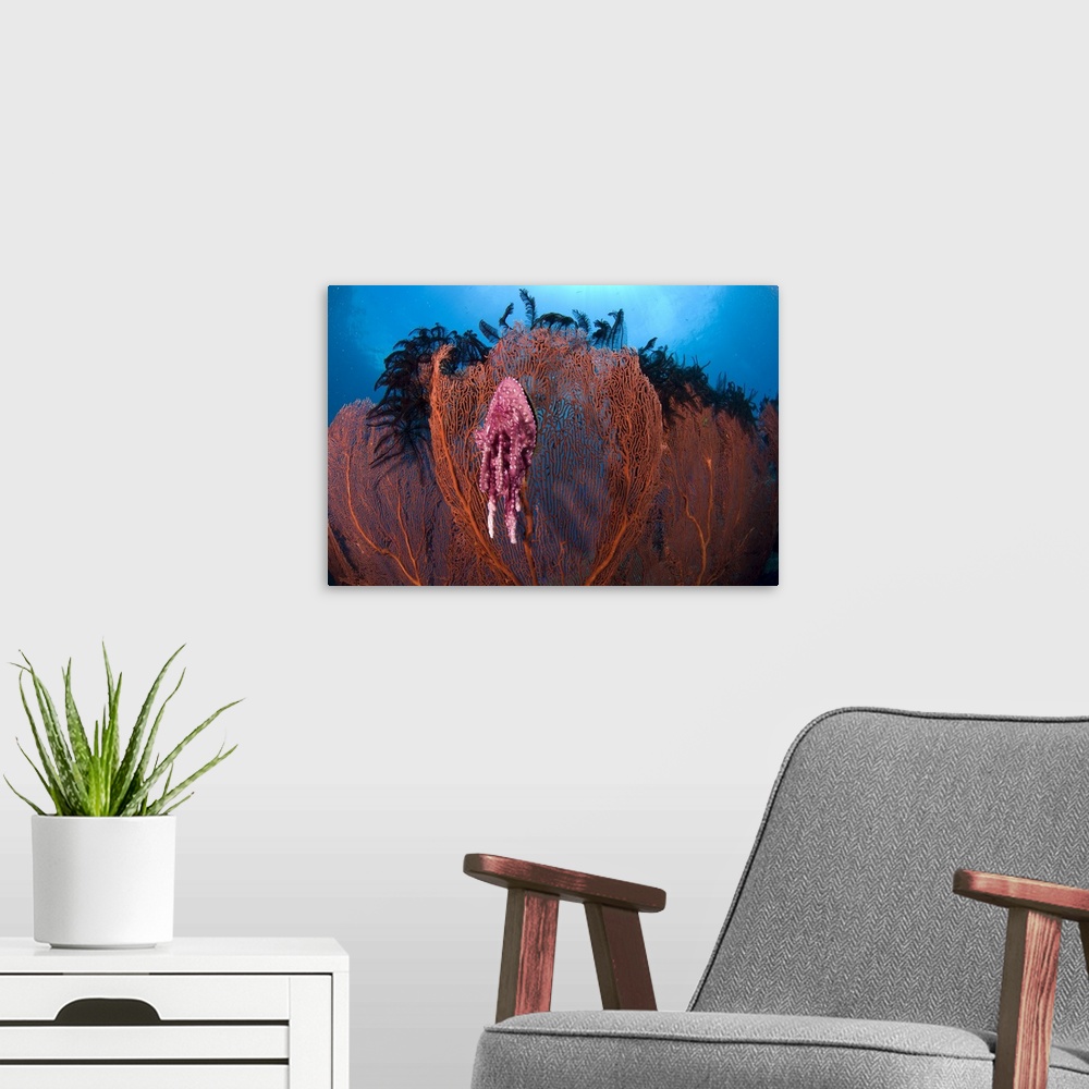 A modern room featuring A red sea fan with sponge colored clam attached, Papua New Guinea.