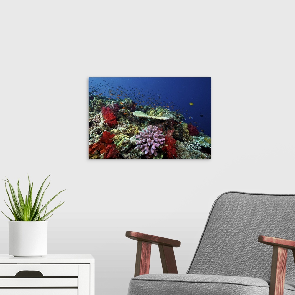 A modern room featuring A school of orange basslets (Pseudanthias squamipinnis) on a healthy Fijian reef full of hard and...