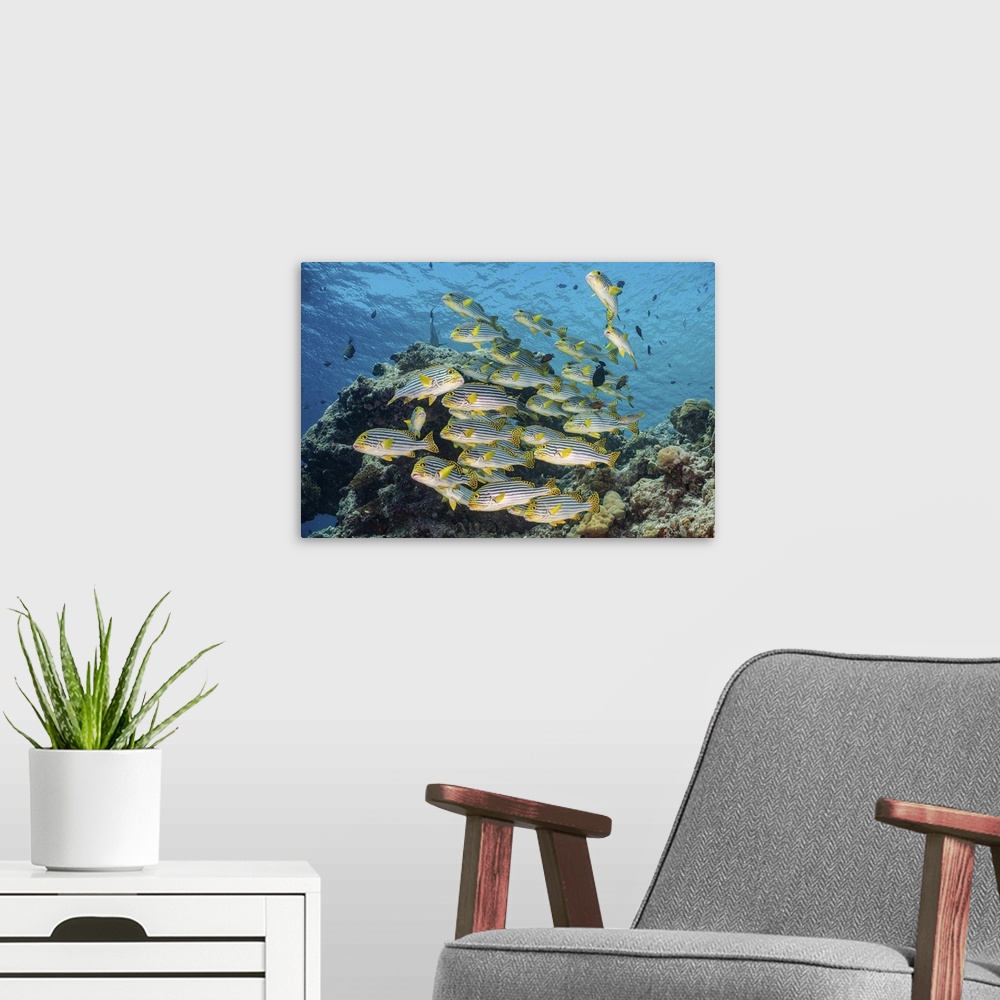 A modern room featuring A school of sweetlip fish stacked up against a coral head, Maldives.