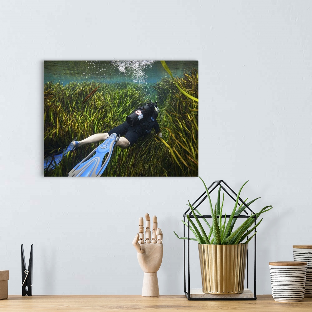 A bohemian room featuring A scuba diver swims through an underwater field of tape grass leading away from the Blue Springs ...