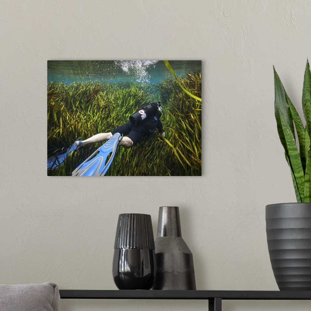 A modern room featuring A scuba diver swims through an underwater field of tape grass leading away from the Blue Springs ...