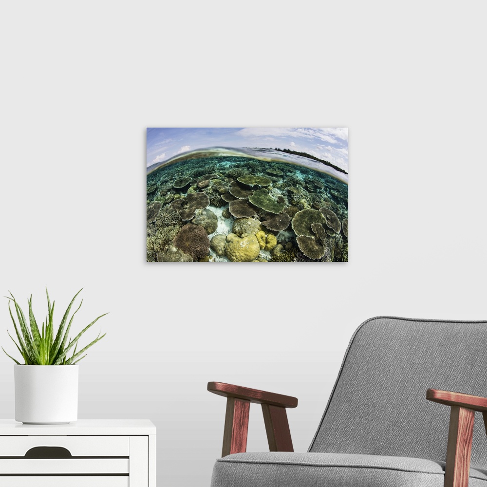 A modern room featuring A shallow coral reef thrives in Wakatobi National Park, Indonesia. This remote region is known fo...
