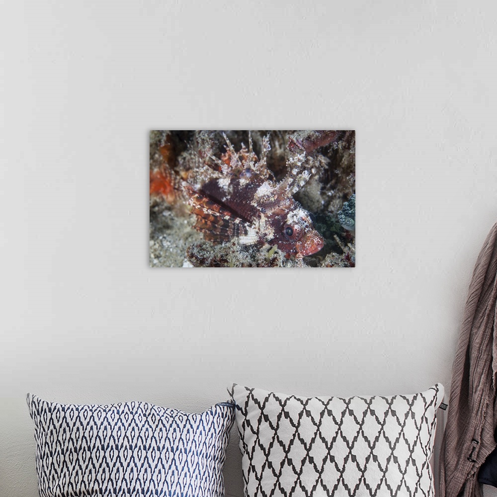 A bohemian room featuring A shortfin lionfish lays on the seafloor waiting for prey.