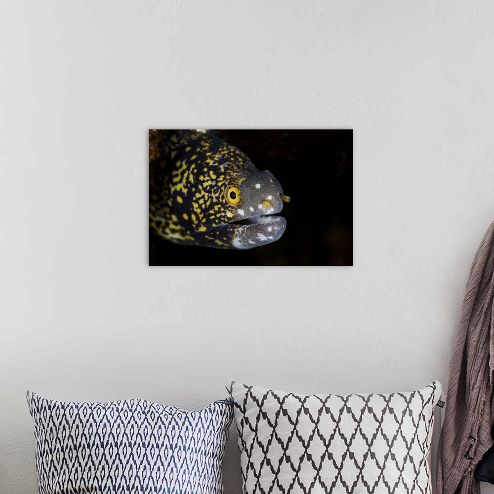 A bohemian room featuring A snowflake moray eel peeks out from a dark hole on a reef.