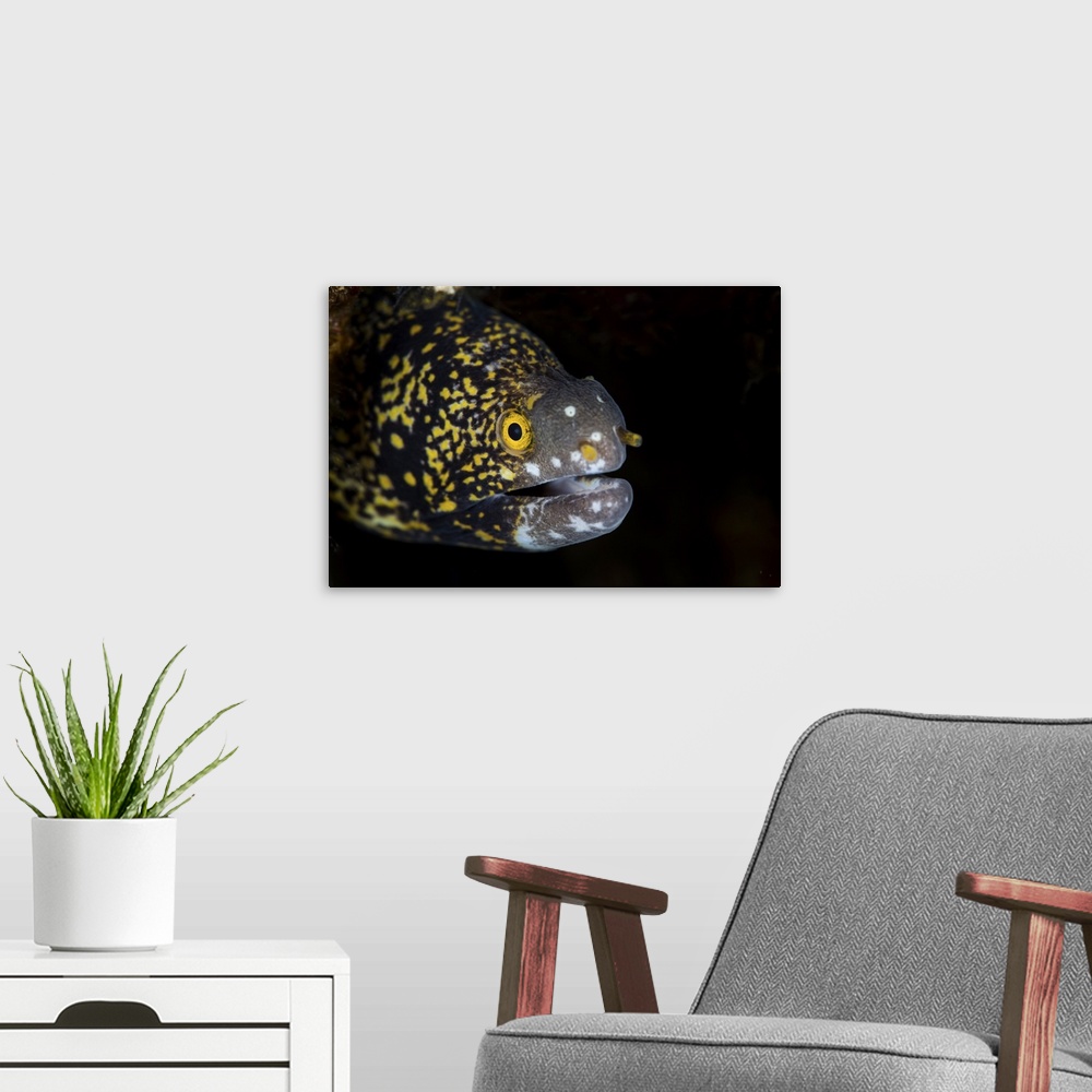 A modern room featuring A snowflake moray eel peeks out from a dark hole on a reef.