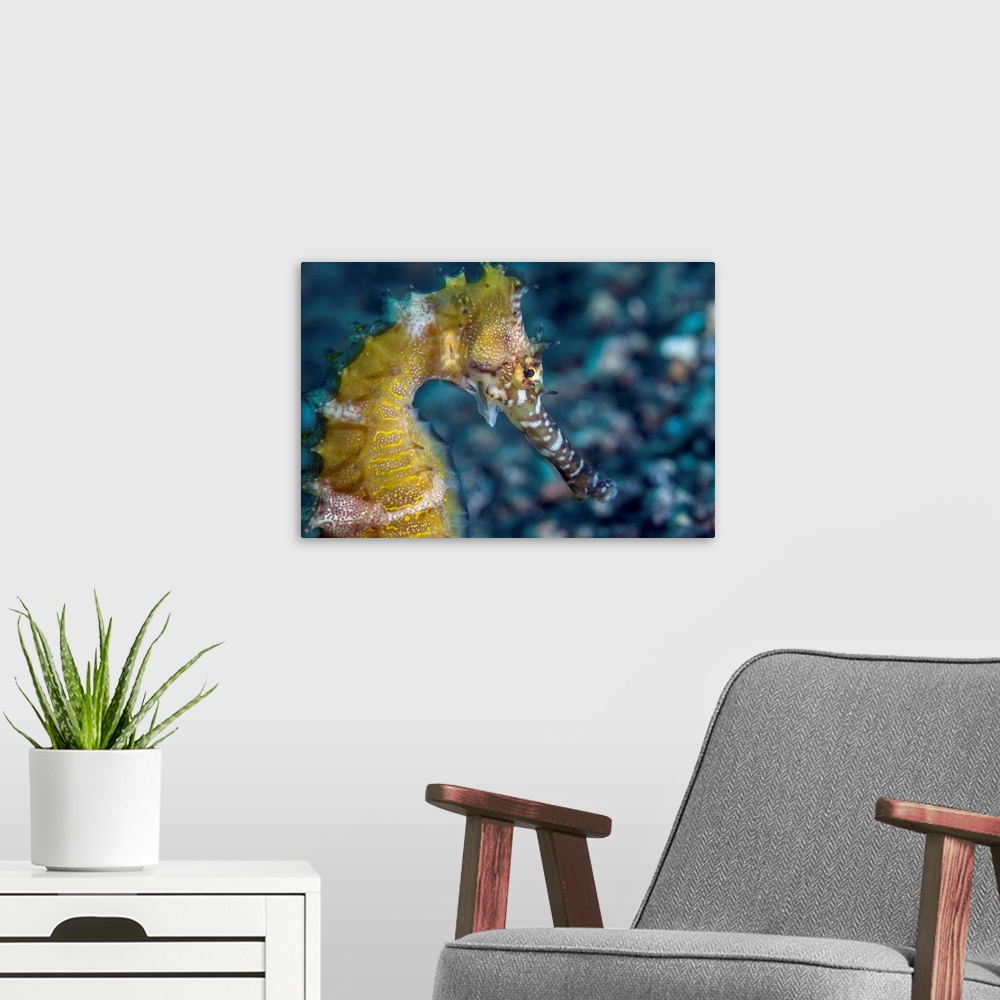 A modern room featuring A thorny seahorse on the seafloor of Lembeh Strait.