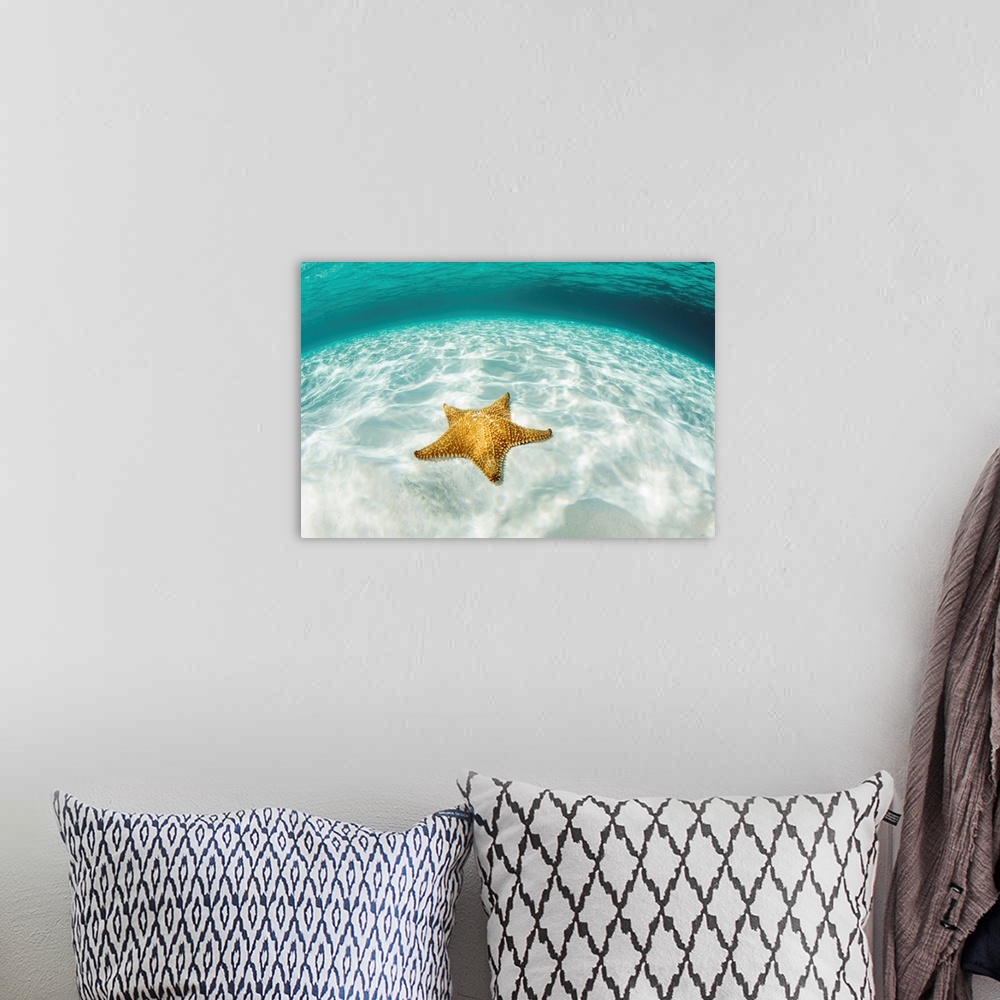 A bohemian room featuring A West Indian starfish crawls over a sandy seafloor in Turneffe Atoll.