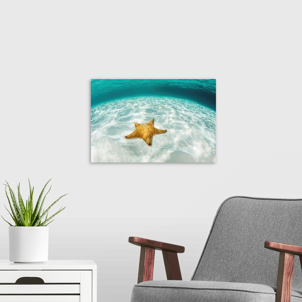 A modern room featuring A West Indian starfish crawls over a sandy seafloor in Turneffe Atoll.