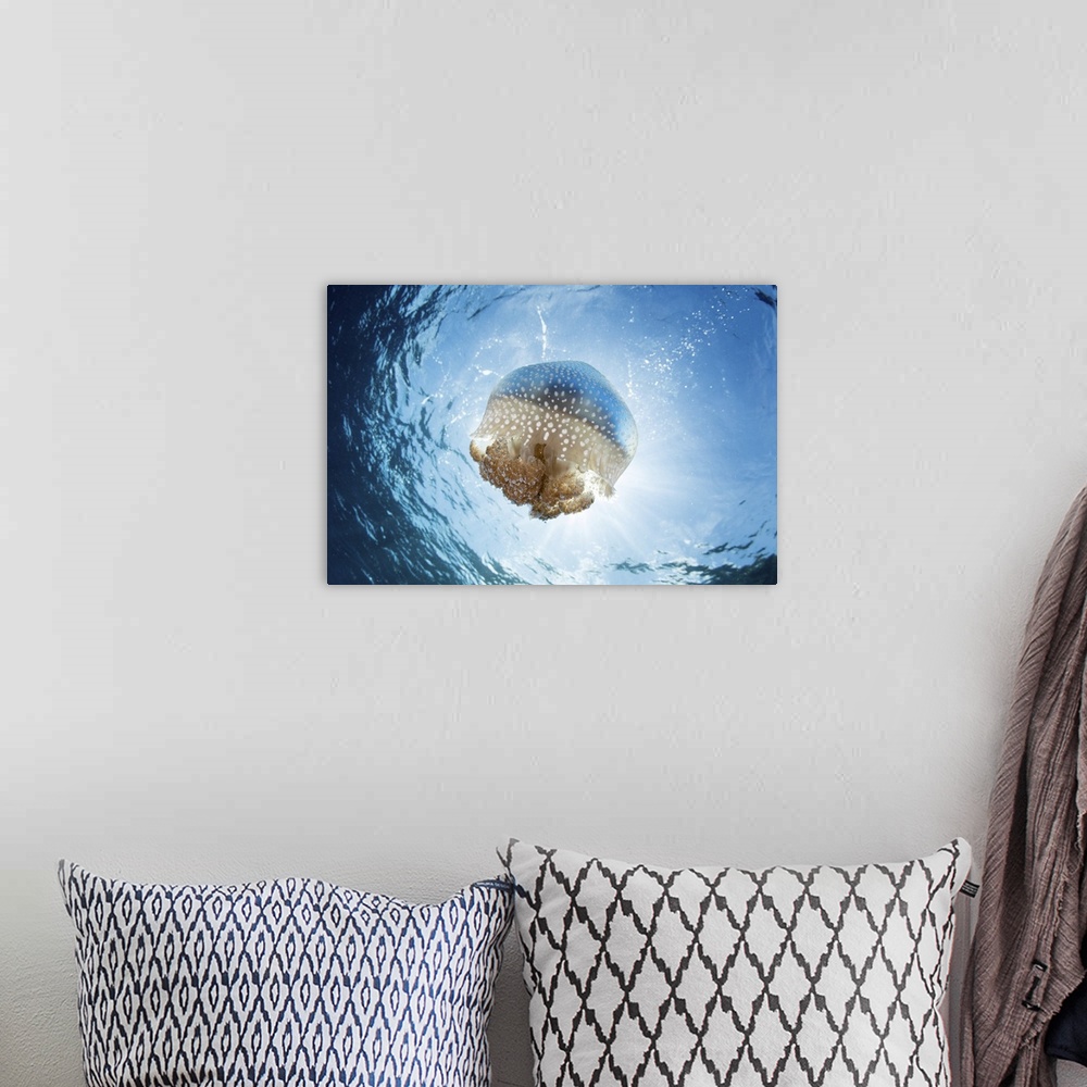 A bohemian room featuring A white-spotted jellyfish drifts in a strong current in the Lesser Sunda Islands.