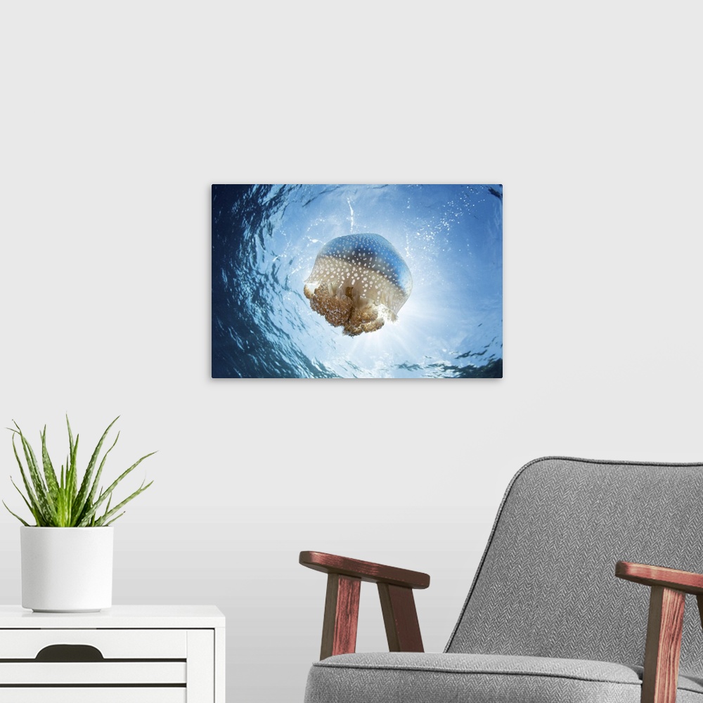 A modern room featuring A white-spotted jellyfish drifts in a strong current in the Lesser Sunda Islands.