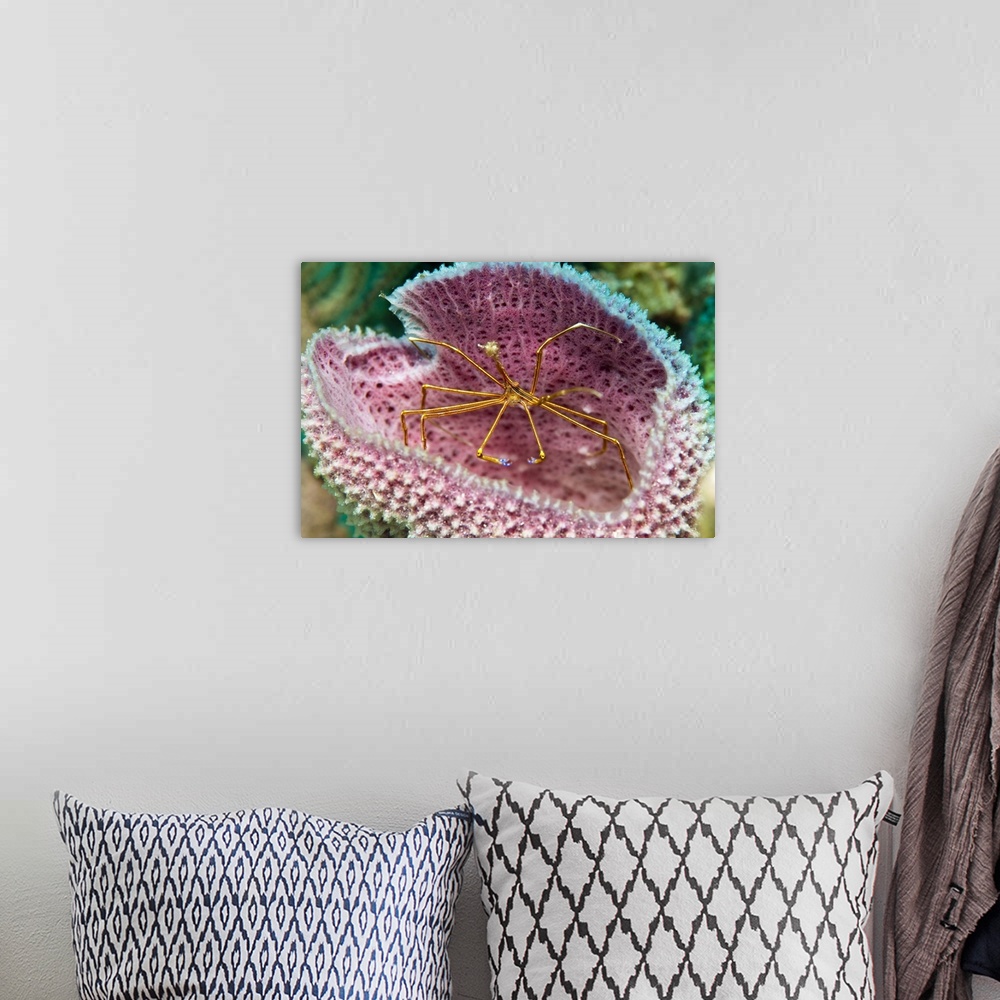 A bohemian room featuring A yellowline arrow crab in a blue vase sponge in Caribbean waters.