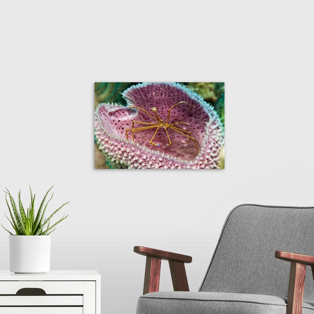 A modern room featuring A yellowline arrow crab in a blue vase sponge in Caribbean waters.