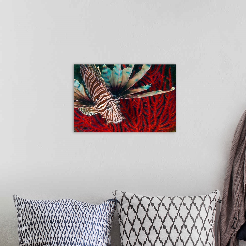 A bohemian room featuring An Invasive Indo-Pacific Lionfish off the coast of North Carolina in the Atlantic Ocean.