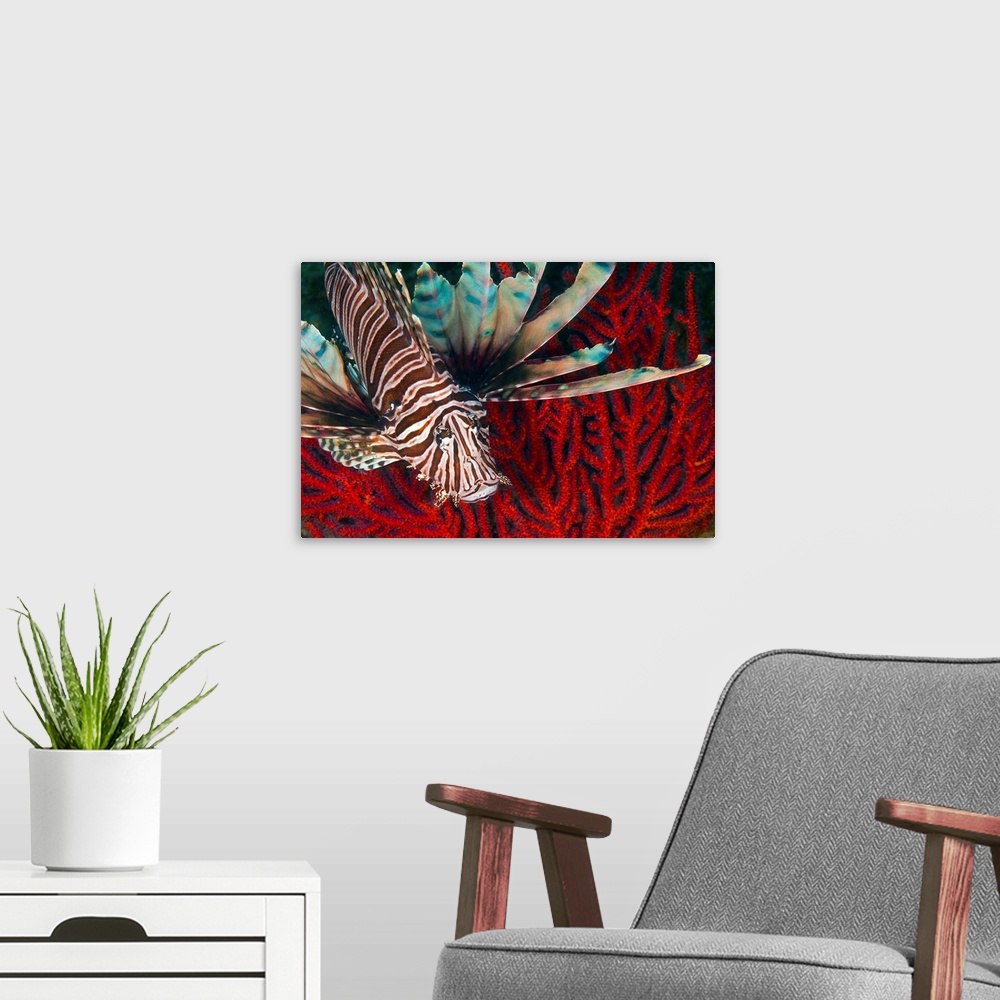 A modern room featuring An Invasive Indo-Pacific Lionfish off the coast of North Carolina in the Atlantic Ocean.