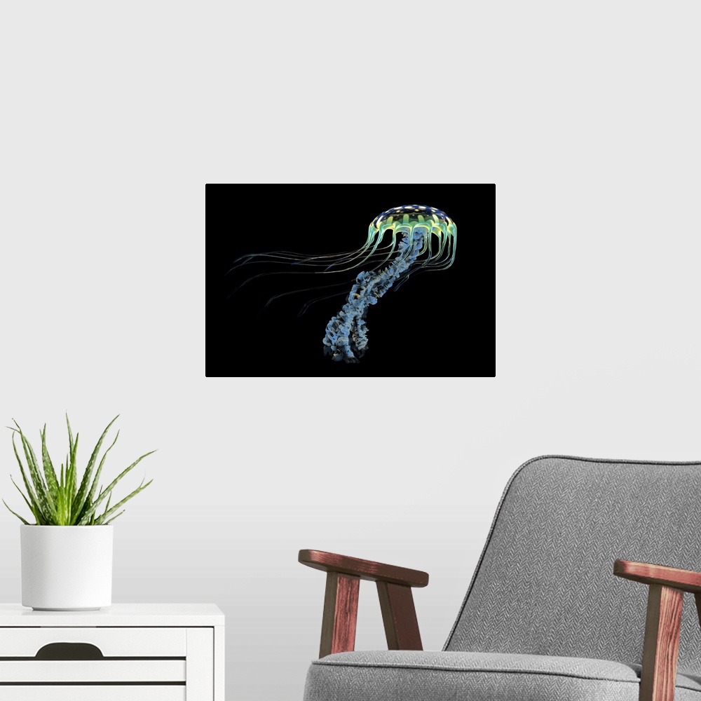 A modern room featuring An iridescent blue jellyfish with trailing stinging tentacles to subdue its prey.