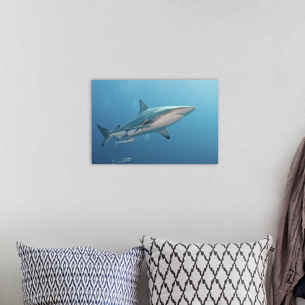 A bohemian room featuring An oceanic blacktip shark with remora, South Africa.
