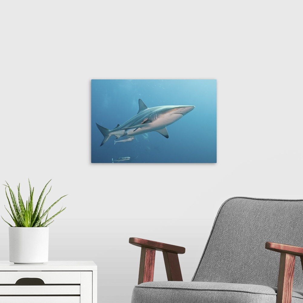 A modern room featuring An oceanic blacktip shark with remora, South Africa.
