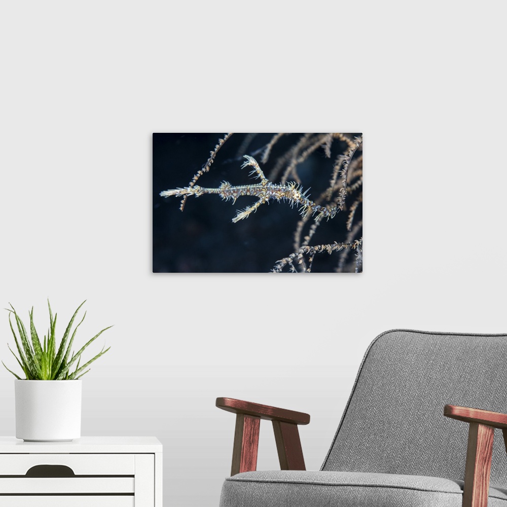 A modern room featuring An ornate ghost pipefish blends into its environment.