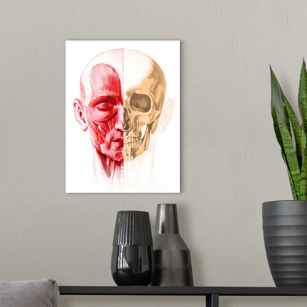 A modern room featuring Anatomy of a male human head, with half muscles and half skull, front view.