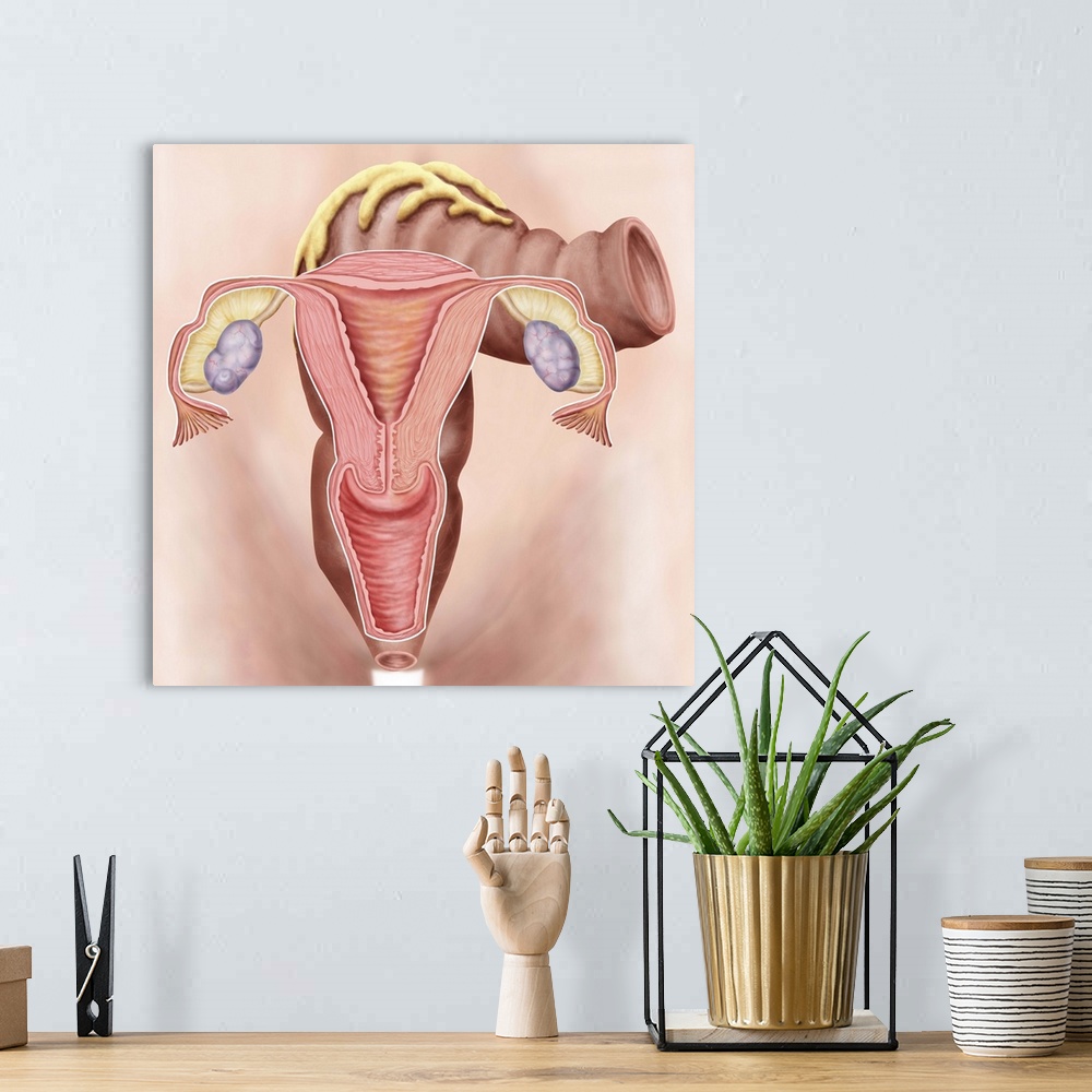 A bohemian room featuring Anatomy of female reproductive system.