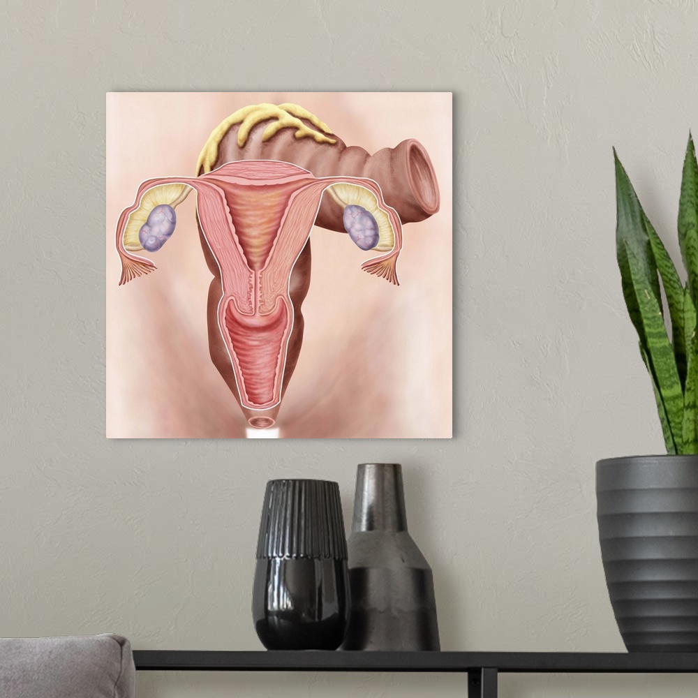 A modern room featuring Anatomy of female reproductive system.