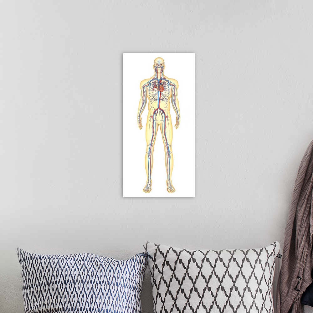 A bohemian room featuring Anatomy of human body and circulatory system, front view.