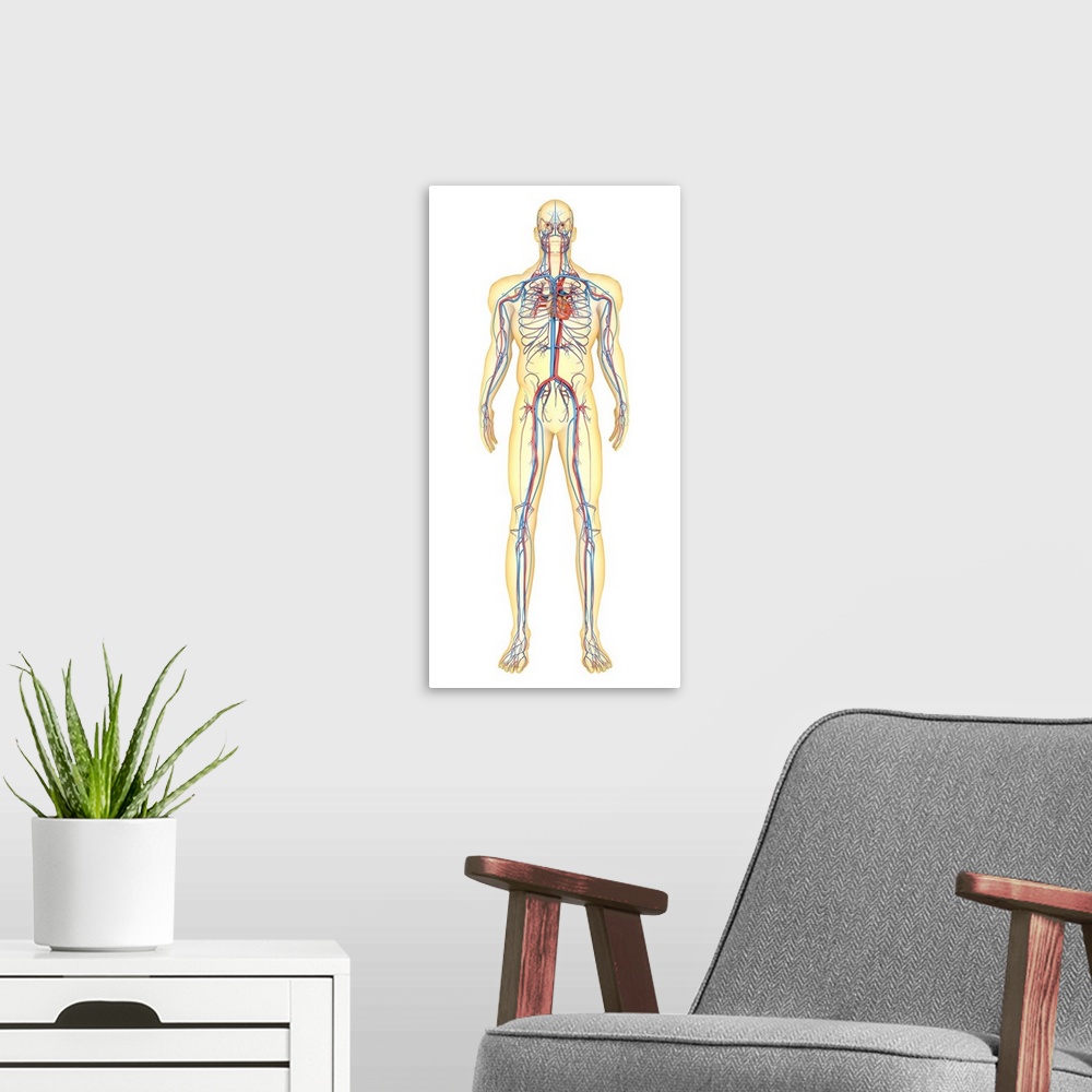 A modern room featuring Anatomy of human body and circulatory system, front view.