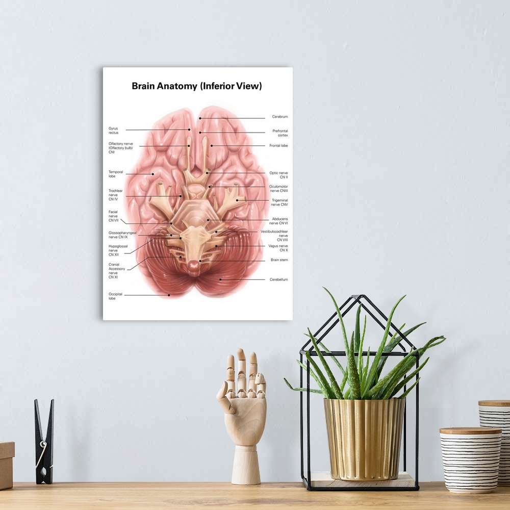 A bohemian room featuring Anatomy of human brain, inferior view.