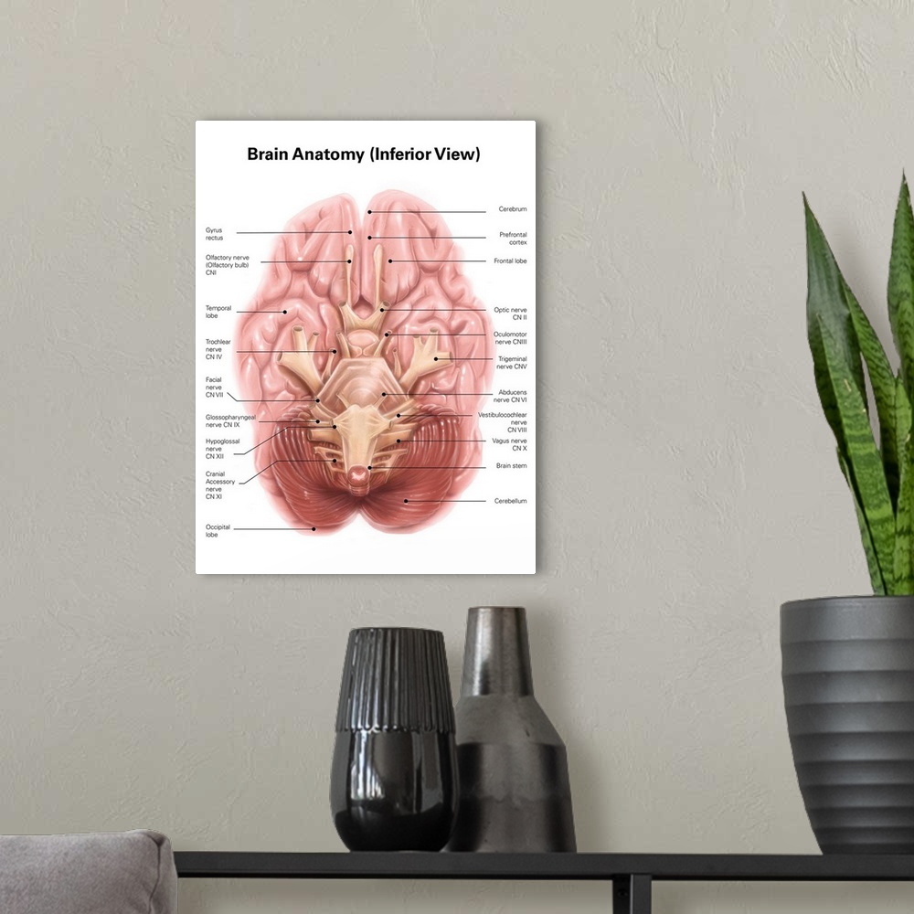 A modern room featuring Anatomy of human brain, inferior view.
