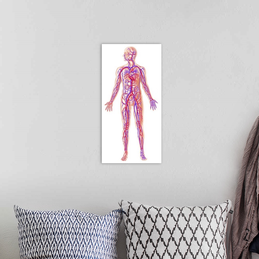 A bohemian room featuring Anatomy of human circulatory system.