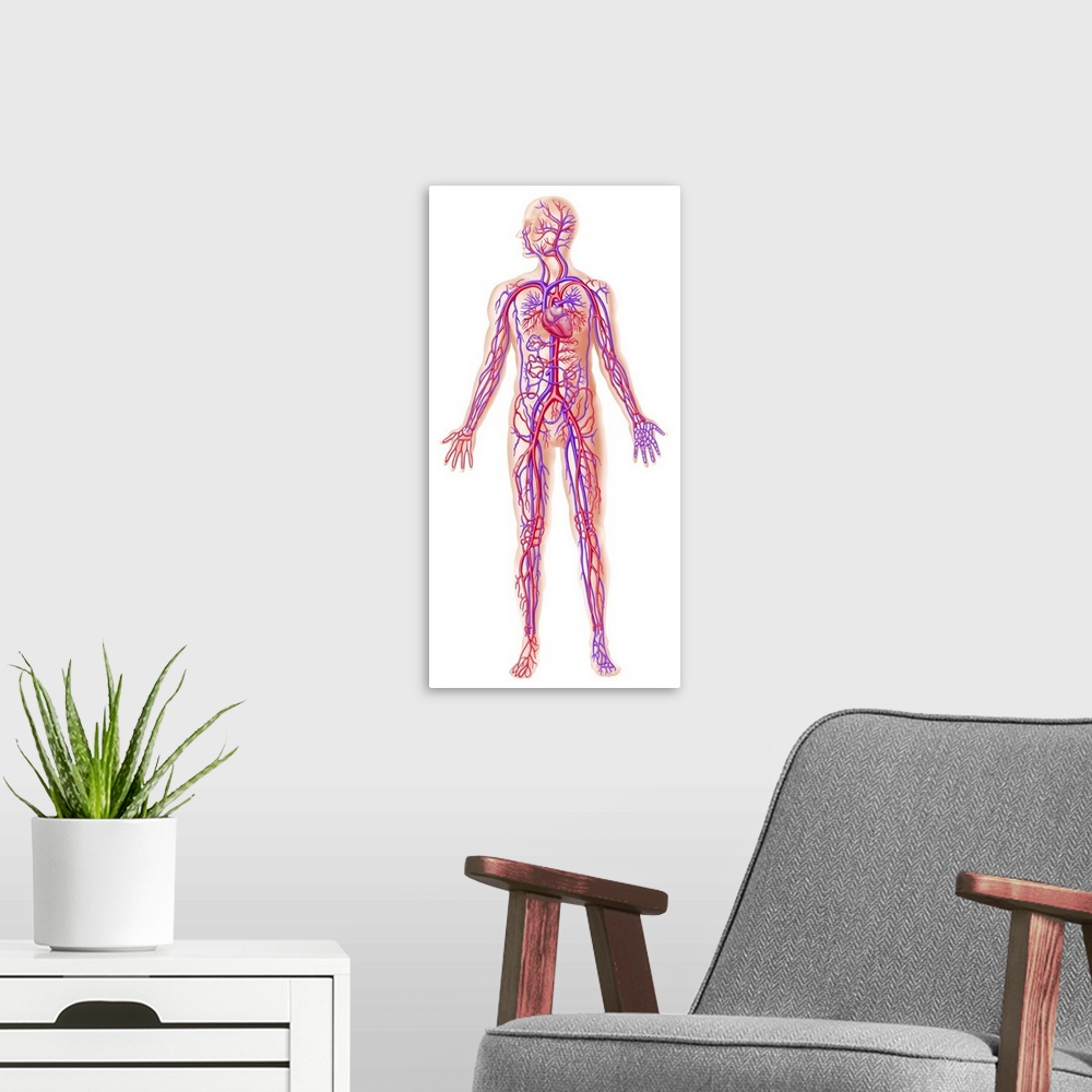 A modern room featuring Anatomy of human circulatory system.