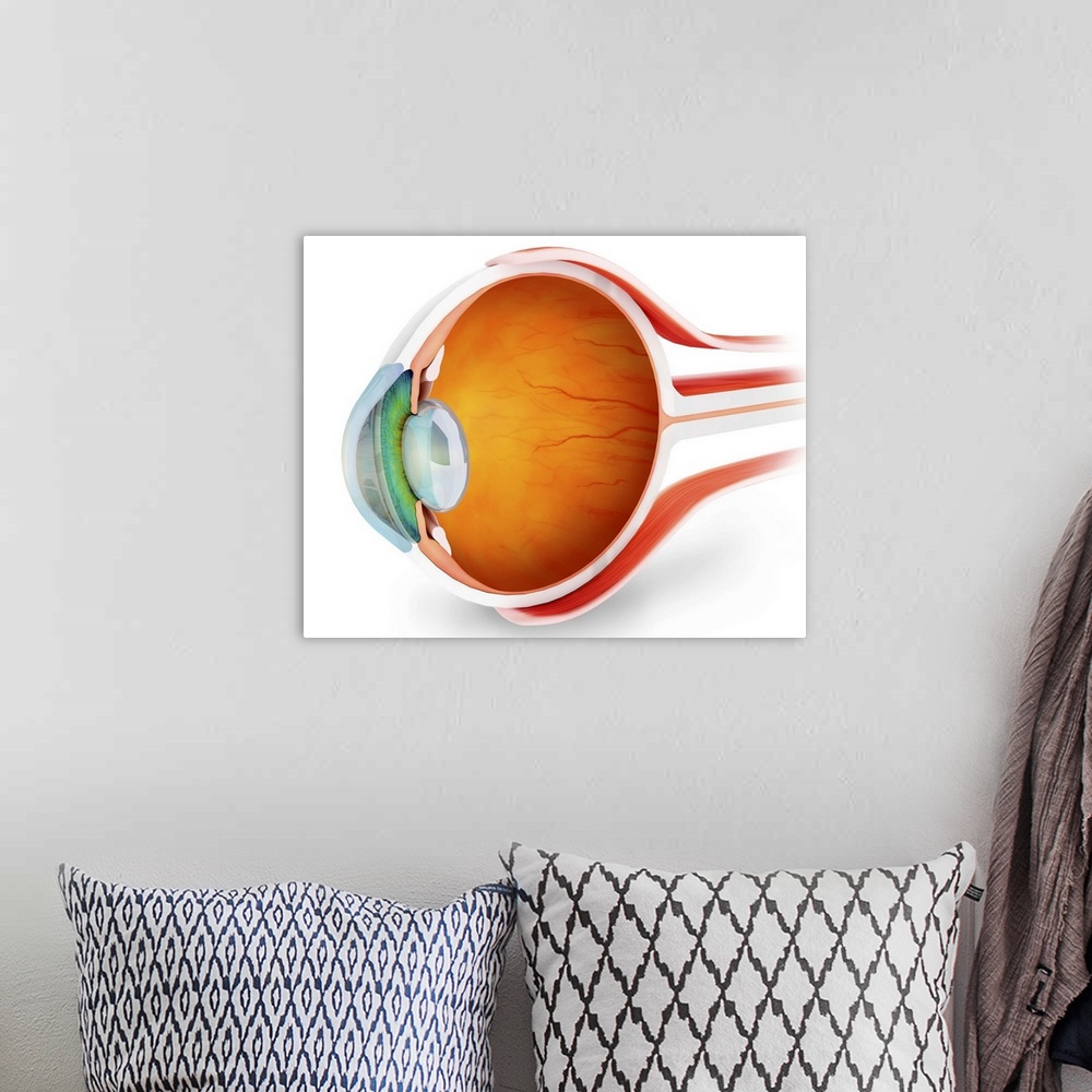 A bohemian room featuring Anatomy of human eye, perspective.
