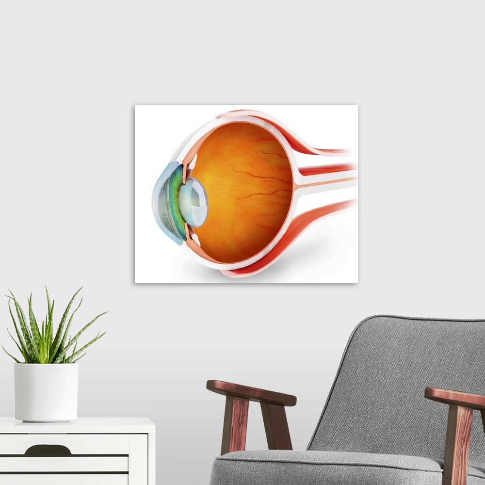 A modern room featuring Anatomy of human eye, perspective.