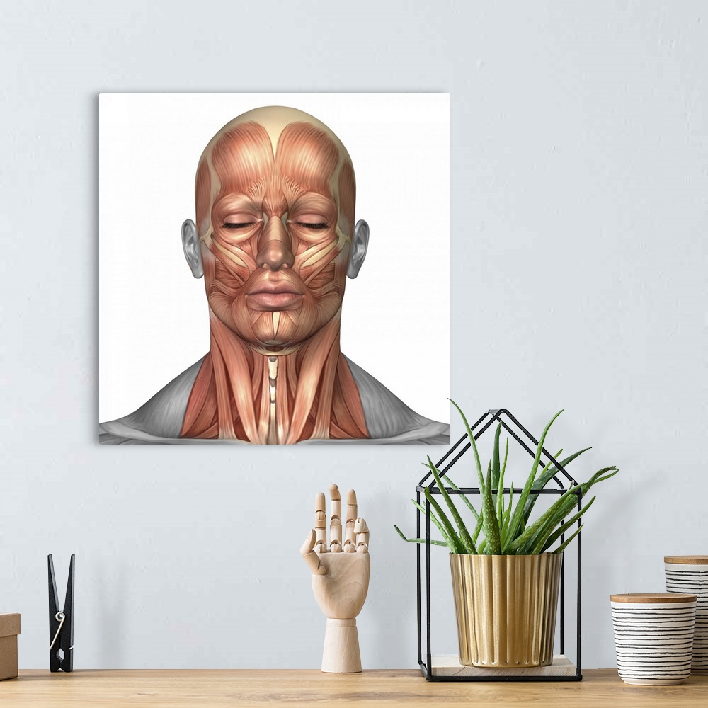 A bohemian room featuring Anatomy of human face and neck muscles, front view.